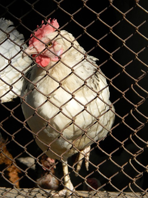 湖人队新秀 湖人队新秀