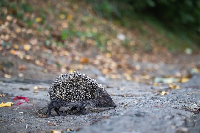 的比赛中迅 的比赛中迅