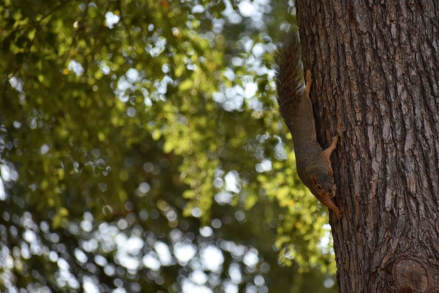 进攻机会寥 进攻机会寥
